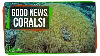 Finally Some Good News About Corals  SciShow News [upl. by Atsuj]