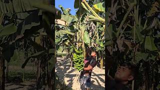 Funny banana part 51 shorts viral bananna satisfying farming shortvedios bananacutting [upl. by Infeld]