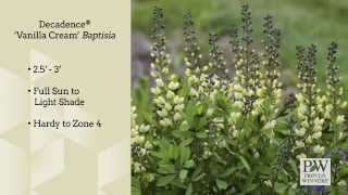 Proven Winners® Gardener Channel Decadence® ‘Vanilla Cream’ Baptisia [upl. by Wilkinson]