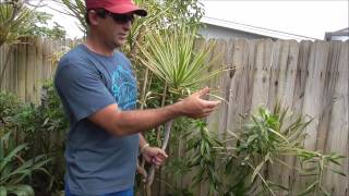 How to Grow Dracaena From Cuttings  5 Different Varieties of Cuttings Used in This Video [upl. by Aggri]