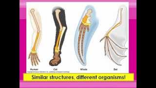 Homologous and Vestigial Structures [upl. by Eentihw]