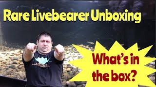 Rare Livebearer Unboxing [upl. by Noma603]