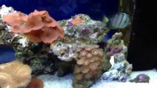 My Juwel Rio 125 marine reef [upl. by Phyllys749]