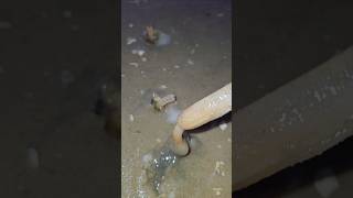 Extracting sea moss in a smart way twolessfishinthesea snail [upl. by Deirdre]