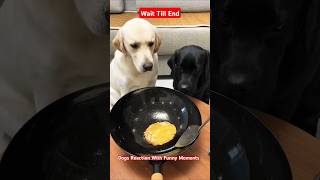 Animal Fun Dogs Reaction with Salt FunnyDogMoment PetComedy CleverDogsSaurabhNahar shorts viral [upl. by Goles208]