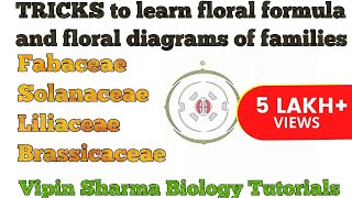 Trick to Learn FLORAL FORMULA and DIAGRAMS of Family Fabaceae Solanaceae Liliaceae  NEET UG [upl. by Johathan]