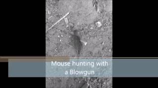 Blowgun Mouse hunting [upl. by Atteloc]