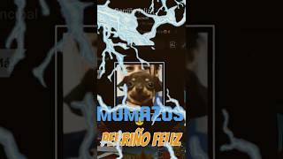 Momazos perriño feliz ep2🗣📢🔥🔥🔥🔥🔥🔥🔥🔥🔥🔥🔥🔥🔥🔥🔥 [upl. by Ailaham]