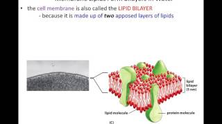 Lecture 11  Membrane Structure  Chapter 11 [upl. by Van]