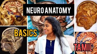 neuroanatomy basics in tamil medical essential CNSPNS brain [upl. by Reve]