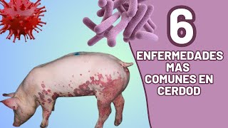 6 enfermedades mas comunes en nuestros cerdo como prevenirlas y como curarlas [upl. by Gracye]