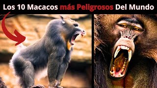 Los 10 Macacos Más Peligrosos del Mundo [upl. by Noraha]