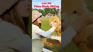 Chị Vê Hoang Mang Khi Bị Lạc Đà Phun Nước Miếng  Vê Vê Travelvevetravel zino veve [upl. by Gwenn667]