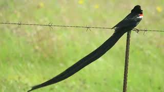 Longtailed Widowbird Euplectes p progne Wakkerstroom South Africa 2 Dec 2022 34 [upl. by Dolley332]