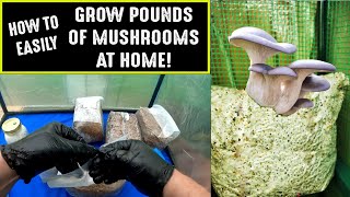 How To Make Mushroom quotFruiting Blocksquot At Home  Everything You Need To Know [upl. by Alfons]