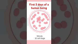 5 first amazing days of a human Zygote to Blastocyst pregnant shortsvideo August 30 2024 [upl. by Morissa]