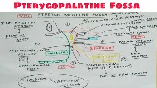 Pterygopalatine Fossa  Part 1  Diagram  Head and Neck Anatomy  TCML [upl. by Lever]