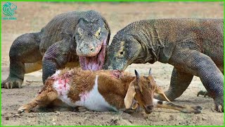 35 Most Brutal Moments Komodo Dragon Attacks And Swallows Poor Prey While Alive  Animals Fight [upl. by Nimesh]