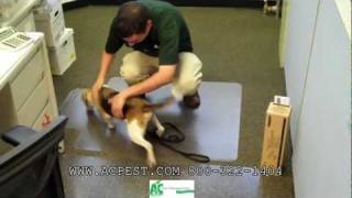 AampC Pest Management K9 Inspection Bed Bugs [upl. by Riva903]