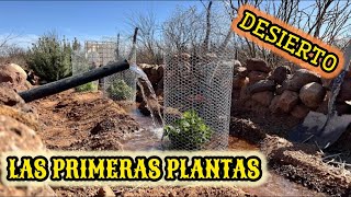 35TRASPLANTAMOS PLANTAS AROMATICAS EN ZONA DESERTICA‼️ TENEMOS Lombricomposta 🌵 [upl. by Renee612]