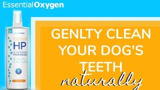 How To Clean Your Dogs Teeth Naturally [upl. by Krum]