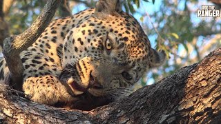 Succulent Warthog Feeds Hungry Leopard For Days [upl. by Aneeled]