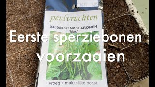 Inis Moestuin 183  Eerste sperziebonen zaaien amp alle voordelen van groenbemesters op een rij [upl. by Dovev]