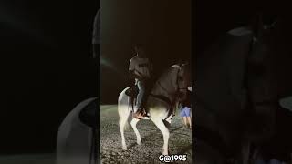 mi caballo blanco corridos subscribe caballos [upl. by Nalorac]