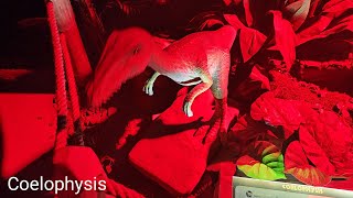 Dino Alive Experience  Coelophysis [upl. by Asirb223]