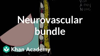 Neurovascular bundle  Respiratory system diseases  NCLEXRN  Khan Academy [upl. by Voss]