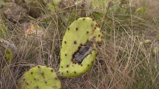 New Tool in the Fight Against Prickly Pear [upl. by Ahsiak972]