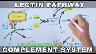 Lectin Pathway of Complement System [upl. by Anaujait]