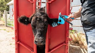 Faster Cleaner Easier DNA Collection With Allflex Tissue Sampling Units for Beef Operations [upl. by Wj]