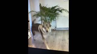 Hundebespassung per webcam  hundefotografie dog wolfshund [upl. by Logan]