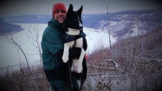 Karelian Bear Dog My [upl. by Yra]