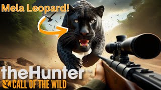 Insane Melanistic Snow Leopard  Top 10 Trophies of the Week  theHunter Call of the Wild  16 [upl. by Okoy]