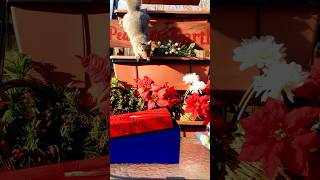 Christmas discoveries for squirrels squirrelwatching cuteanimals giftideas dreamlab [upl. by Oconnor]