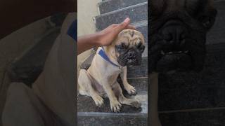 danger dog 🐕 😂😂😂 pug funny comedyvideo funnyanimals doglover pets shortvideos funnyshorts [upl. by Studley]