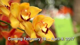 First Look—The Orchid Show Thailand [upl. by Adnohral358]