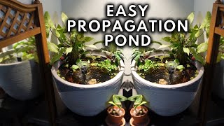 The Easiest DIY Mini Pond Anyone Can Do  Unique Houseplant Display Propagation Vessel [upl. by Macmullin]