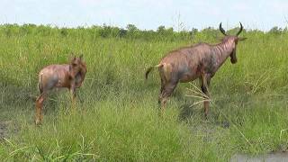 SOUTH AFRICA Tsessebe or topi antelope Kruger national park hdvideo [upl. by Elman660]