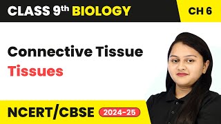 Connective Tissue  Tissues  Class 9 Biology Chapter 6  CBSE 202425 [upl. by Audy974]