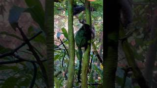 Cute Black Monkeys 🙉 monkey monkeys monkeyvideo [upl. by Lionel]