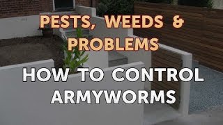 How to Control Armyworms [upl. by Kussell]