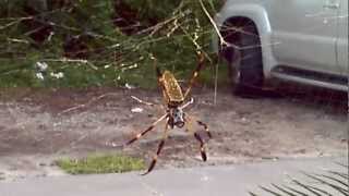 Nephila clavipes the banana spider [upl. by Nolahs754]