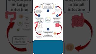 LIFE CYCLE of ENTAMOEBA HISTOLYTICA pathology microbiology parasitology lifecycle lifecycles [upl. by Ahsikan]