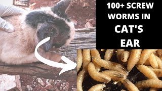 1  Screw Worms Infestation in My CATs Ear Plus Removal WARNING Very Graphic Images [upl. by Reinertson]