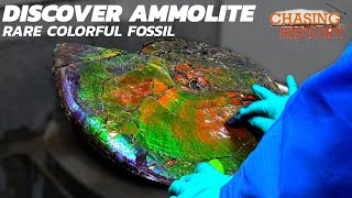 What is Ammolite A Rare and Most Colorful Fossil Gemstone [upl. by Nivloc]