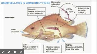 osmoregulation in marine fishes [upl. by Nevlin]