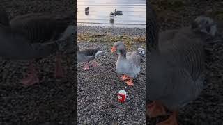 CHEEKY GOOSE DRANK MY TEA Derwent Water Keswick shorts goose lakedistrict [upl. by Aziul31]